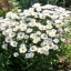 ดอกเดซี่ ซิลเวอร์ปริ้นเซส - Silver Princess Shasta Daisy