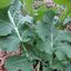 เคลไวท์รัสเซีย - White Russian Kale