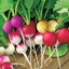 แรดิชกลม คละสี - Mixed Round Radish