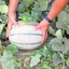 เมล่อนยักษ์ เอลกอร์โด - El Gordo Melon F1