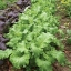 วาซาบิ มัสตาร์ด - Mustard Wasabi