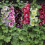 (Whole 1 Oz) เมล็ดพันธุ์ ฮอลลีฮ็อคคละสี - Mixed Hollyhock Seed