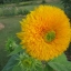 ทานตะวัน เทดดี้แบร์ - Teddy Bear Sunflower