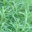 ทาร์รากอน - Tarragon