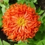 (Whole 1 Oz.) บานชื่นแคคตัส คละสี - Cactus zinnia flower Mix