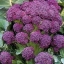 เบบี้บล็อคโคลี่สีม่วง - Purple Sprouting Broccoli