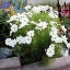 (Whole 1 Oz) ดาวกระจายสีขาว - White Cosmos Flower