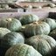 เมล็ดพันธุ์ ฟักทองญี่ปุ่น เดลิก้า Delica Kabocha Squash F1 Seed