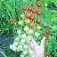 มะเขือเทศเชอรี่สีแดง - Red Cherry Tomato