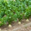 เมล็ดพันธุ์ เซเลอรีแอค หัวคื่นฉ่าย Giant Prague Celeriac Seed 500 เมล็ด