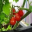 มะเขือเทศลูกแพร สีแดง - Red Pear Tomato