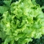 ผักสลัด ซิมสัน - Simpson Lettuce