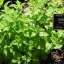 เลม่อนบาล์ม (สะระแหน่ฝรั่ง) - Lemon Balm