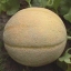 เมล่อน เฮลเบส จัมโบ้ - Hale's Best Jumbo Melon