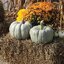 เมล็ดพันธุ์ ฟักทอง บูลฮาร์เวสท์ Blue Harvest F1 Pumpkin Seed