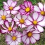 (Whole 1 Oz) ดาวกระจายพิโคที - Picotee Cosmos Flower