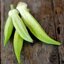กะเจี๊ยบมอญขาว - Blondy Okra
