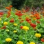 ดอกบานชื่นสีส้ม - Mixed Orange Zinnia Flower