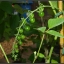 มะเขือเทศ เคอเร้น เยลโล่ - Currant Yellow Tomato