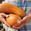 เมล็ดพันธุ์ แตงกวา บราวน์รัสเซีย Brown Russian Cucumber Seed