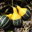 ฟักทองประดับ แพร์ไบคัลเลอร์ - Pear Bi-Color Squash