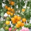 มะเขือเทศซันชูก้า - Sun Sugar Tomato F1