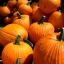 ฟักทอง ฮาวเดน ฟิวล์ - Howden's Field Pumpkin