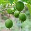 เมล็ดพันธุ์ หล่อฮังก๊วย Monk Fruit (Luo Han Guo) Seed