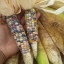(Whole 1 Oz.) ข้าวโพดพลอย - Glass Gem Corn
