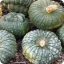 ฟักทองมารีน่า - Marina di chioggia squash