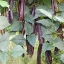 ถั่วพูสีม่วง - Purple Winged Bean