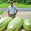 แตงโมยักษ์แคโรไลน่า - Carolina Giant Watermelon