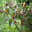 พริกประดับ คละสี - Ornamental Pepper Mix