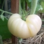 มะเขือเทศเกรทไวท์ - Great white tomato