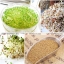เมล็ดอัลฟาฟ่า - Organic Alfalfa Seeds