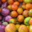 มะเขือตุรกี - Turkish Orange Eggplant