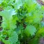 วาซาบิ มัสตาร์ด - Mustard Wasabi