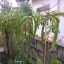 ถั่วพูยักษ์ - Giant Winged Bean