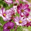 (Whole 1 Oz) ดาวกระจายพิโคที - Picotee Cosmos Flower