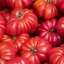 มะเขือเทศ คอสโตลูโต - Costoluto Tomato