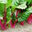 (Whole 1 Oz) สวิสชาร์ตสีแดง - Ruby Red Swiss Chard