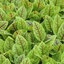 (Whole 1 Oz) ซอเรลก้านแดง - Red Veined Sorrel
