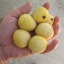 มารูลา (กินแล้วเมา) - MARULA TREE