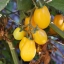 มะเขือเทศพลัม - Yellow Plum Tomato