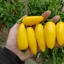 พริกจาราปิโน่ สีเหลือง - Lemon Spice Jalapeno Pepper