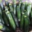 ฟักทองซูชินี่ แบล็คบิวตี้ - Black Beauty Zucchini Squash
