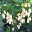 พริกฮาบาเนโร่สีขาว - White Habanero Pepper