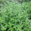 (Whole 1 Oz.) ออริกาโน่ - Oregano Seed
