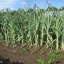 กะเทียมต้น - American Flag Leek