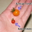 มะเขือเทศสะพูน เล็กสุดในโลก - Spoon Tomato